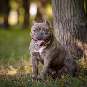 American-Bulldog-2-1